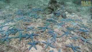 Are starfish polite Time lapse footage reveals amazing behavior [upl. by Roee]