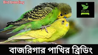 বাজরিগার পাখির ব্রিডিং করার নিয়ম  Budgerigar bird breeding [upl. by Annasus]