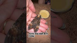 Deaths head hawk moth feeding insect moths hawkmoth youtubegrowth saveanimals [upl. by Petunia]