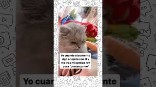 gatos ratones pareja trendingshorts gatos enojada amorcito catlover funny cat cute [upl. by Eerrehs]