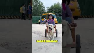 Perro Recoge a Dueña de la Escuela ❤️ [upl. by Nnyleimaj]