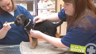 How to Administer Vaccines to Canine Patients [upl. by Jane]