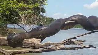 Anaconda gigante tomando sol em rio na Amazonia [upl. by Zilvia]