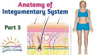 Anatomy of Integumentary System Helpful Video with Amharic Speech Part 3 [upl. by Durante]