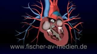 Das Herz  kurz und bündig  3D Animation  Heart  cardiovascula [upl. by Davison]