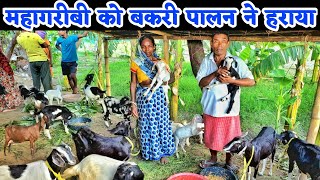 1 बकरी से 20 बकरी अब होगी गरीबी दूर  कम खर्च में बकरी पालन कैसे करें  low cost goat farming [upl. by Draw984]