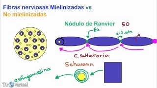 Fibras nerviosas mielinizadas y no mielinizadas conduccion saltatoria  Fisiologia [upl. by Danyette]