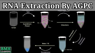 RNA Extraction By AGPC  Guanidium Thiocyanate Phenol Extraction For RNA  RNA Purification [upl. by Waddell]