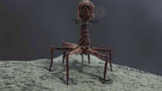 3d Demo Reel bacteriophage T4 and stereocilia  medical animation [upl. by Ydnih739]