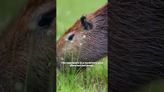 Do Capybaras Make Good Pets 🦫 Can You Own a Pet Capybara [upl. by Vonnie]