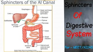 Sphincters of Digestive System [upl. by Ledniahs602]