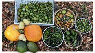 LAST BIG GARDEN HARVEST FOR THE YEAR  October 26 2024  Connecticut zone6b [upl. by Terhune872]