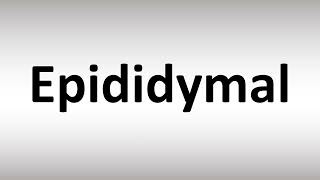 How to Pronounce Epididymal [upl. by Kirk]