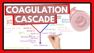 Coagulation Cascade  Easy Way To Remember Intrinsic vs Extrinsic Pathways  PT or PTT [upl. by Yesnik811]