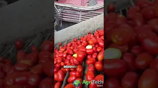 Revolutionizing Tomato FARMING with Advanced Harvesting Machine [upl. by Fuchs]