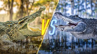 Crocodile VS Alligator [upl. by Brande]