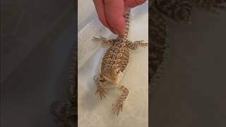 Bath time for Smoochie the beardeddragon  lizard reptile beardeddragonlover beardeddragonlife [upl. by Oiramel251]