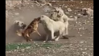 Little dog rescues its friend kangal  LOL [upl. by Ahsaeyt]