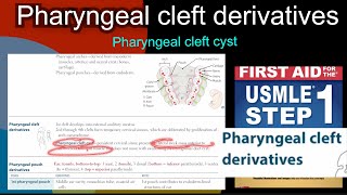 Pharyngeal cleft derivatives  pharyngeal cleft cyst in HindiUrdu by first aid for USMLE step 1 [upl. by Gaye612]