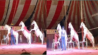 Circus full movie Trailer Animals DanceHorse racing videos [upl. by Melisse]