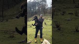 Himalayan Sheep Dogs Are The Best companions During A Trek  himalayas dogs shorts uttarakhand [upl. by Oinesra]