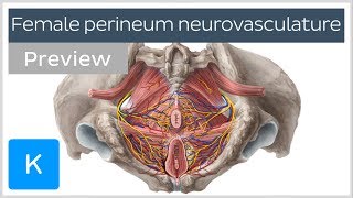 Nerves arteries and veins of the female perineum preview  Human Anatomy  Kenhub [upl. by Yenaled]