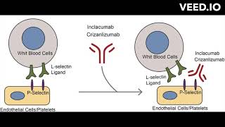 Crizanlizumab mode of action [upl. by Gonzales]