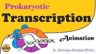 Transcription in prokaryotes animation [upl. by Eerej]