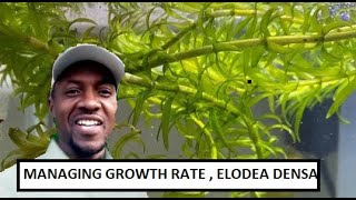 CAN I CONTROL THE GROWTH OF ELODEA DENSA  Egeria densa IN MY AQUARIUM [upl. by Rodolph]