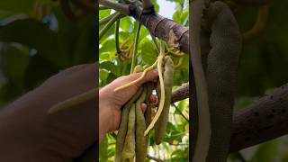 Harvesting Alien Fruit Cecropia Peltata 🐛 gummy sweet harvest [upl. by Juli]