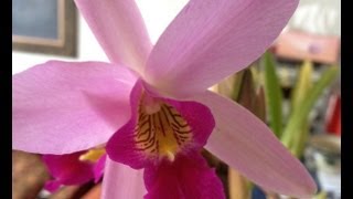 Indoor Orchids quotHow to grow Orchids indoorsquot  quotOrchid Carequot  Orchids in bloom on my windowsill [upl. by Asyl243]