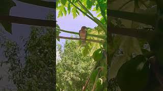 Red and Yellow Barbette🦜 🥰🤩 viralvideos birdslover [upl. by Eirene]