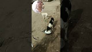 jivdaya mom priya priyam love all animals and birds newviral [upl. by Lewin]