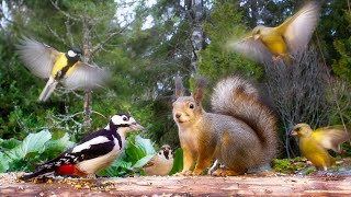 Cat TV for Cats to Watch 😺 Cute Birds and Funny Squirrels🐿️ [upl. by Eohce335]