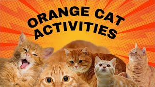 Orange Cat Activities [upl. by Marena]