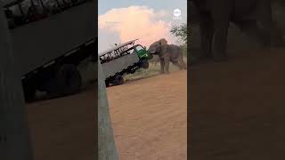 Elephant charges safari truck filled with tourists in South Africa [upl. by Alexei]