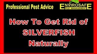 How to get rid of Silverfish fast [upl. by Ninos906]