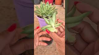 Propagation echeveria agavoides succulent plants [upl. by Euqitsym]