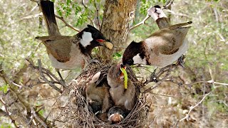 Parent white ear bulbul feeding worms and fruits to their chicks BirdPlusAnimals [upl. by Augusto]