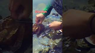 fishing stonefish [upl. by Osher806]