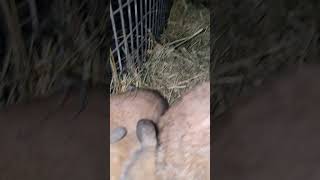 Baby bunnies rabbitry bunny fypシ゚viral cute hollandlops [upl. by Yeliah805]