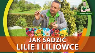 Jak sadzić lilie i liliowce  Z PLANTĄ W OGRODZIE [upl. by Urissa]