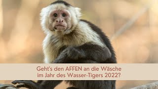 Gehts den AFFEN an die Wäsche im Jahr des Tigers [upl. by Arratahs]