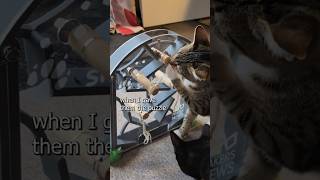 I made a 3Dprinted puzzle for cats [upl. by Havelock]