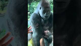 A Bronx Zoo Gorilla greeting his fans [upl. by Gerius918]