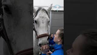 Boiterie postérieur chez un cheval  examens échographiques [upl. by Ettenuahs649]