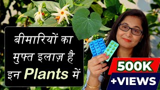 🔴💊 7 Medicinal Plants their uses for Healthy Life  Ayurvedic Plants gardening ayurvedicplants [upl. by Bouzoun85]