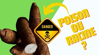 Voici comment le manioc peut vous tuer à petit feu [upl. by Obla]