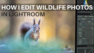 How I edit WILDLIFE photos in lightroom [upl. by Jesher807]