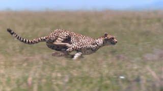 Cheetah  Chase Compilation [upl. by Zeba]